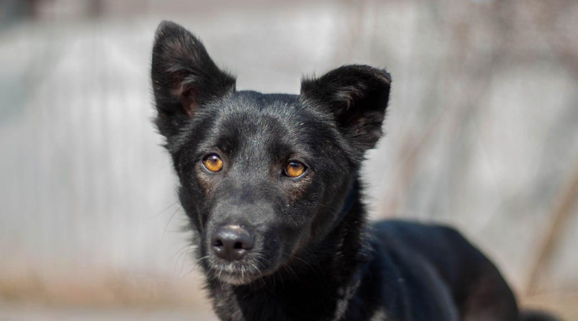 Chiens à adopter